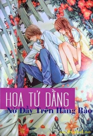 Hoa Tử Đằng Nở Đầy Hàng Rào