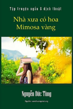 Nhà Xưa Có Hoa Mimosa Vàng